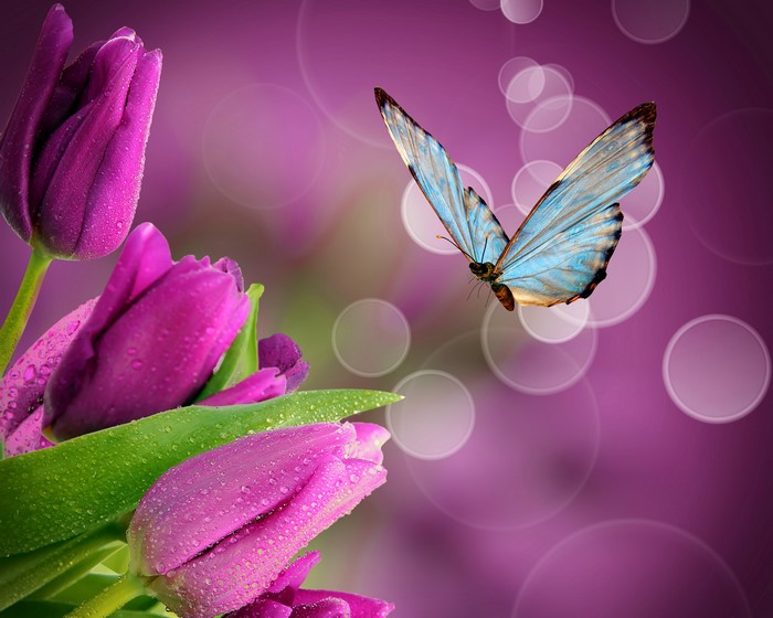 Purple tulips and a blue butterfly with bokeh