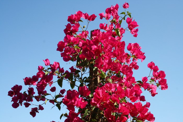 Bright pink bougainvillea flowers against a clear blue sky