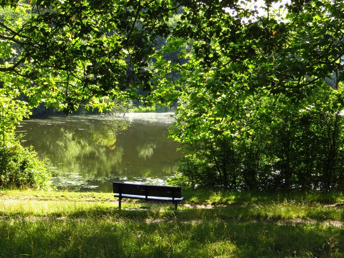 Bench by a pond in Hampstead Heath, London