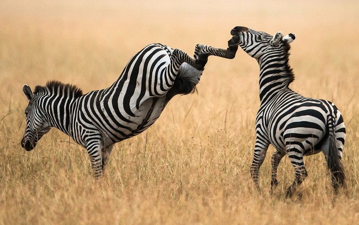 Two zebras playing in tall grass