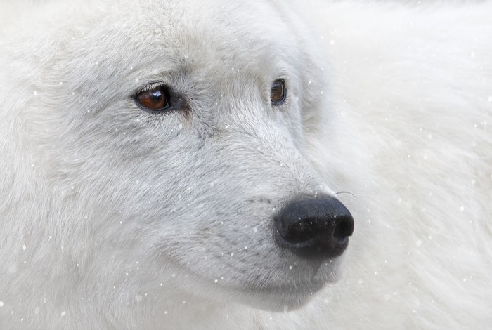 Close-up of a white wolf's face in snow