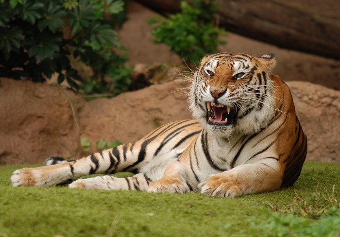 Tiger roaring on green grass