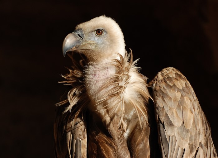 Griffon vulture with detailed feathers and beak