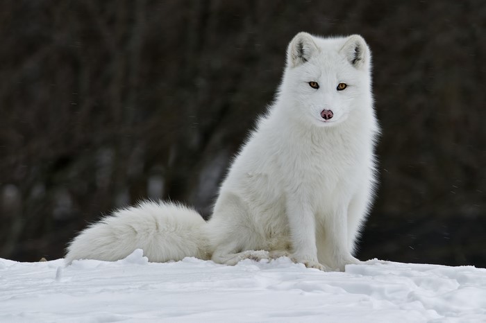 Arctic fox sitting in the snow