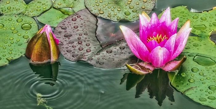 Pink water lily and bud on water with raindrops