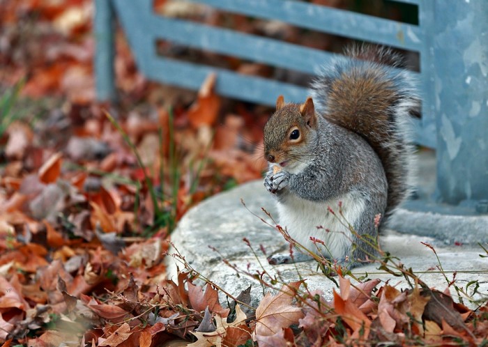 Squirrel eating a nut in autumn foliage