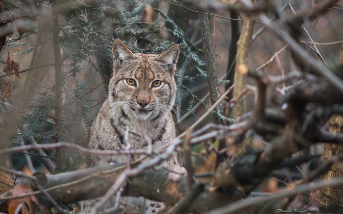 Lynx peeking through branches in a forest