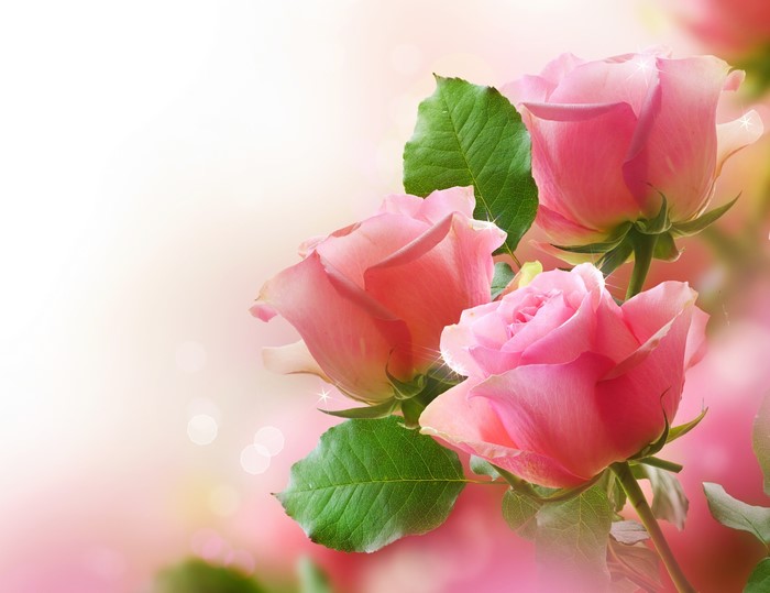 Pink Roses with Green Leaves