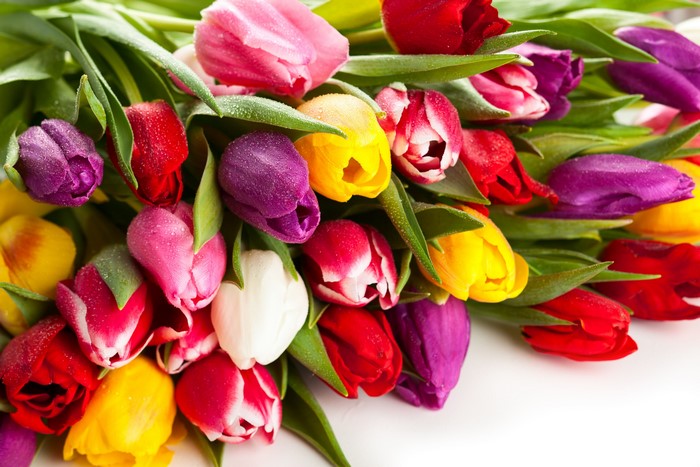 Many colorful tulips with water droplets