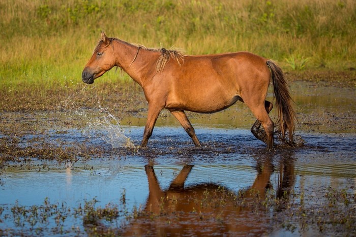 Brown horse walking through shallow water