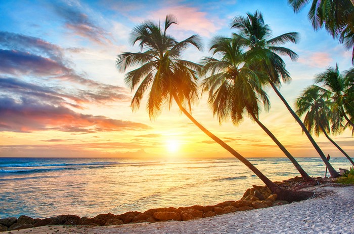 4K Tropical Beach Sunset with Palm Trees