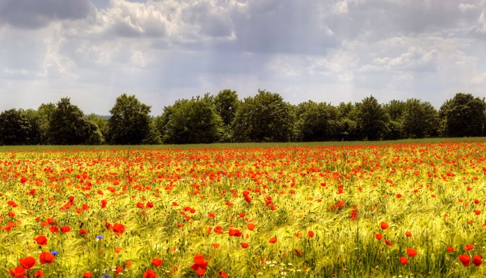 Field of Poppies in Kaisersesch, Germany