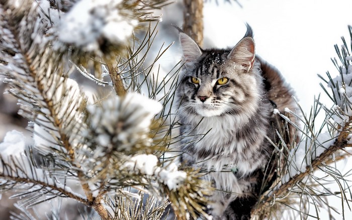 Maine Coon cat sitting on snowy pine branches