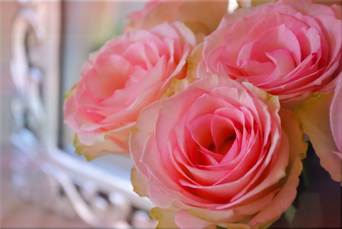 Close-up of Pink Roses