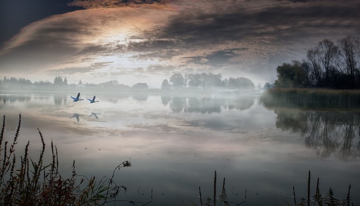 Geese flying over a misty lake at sunrise