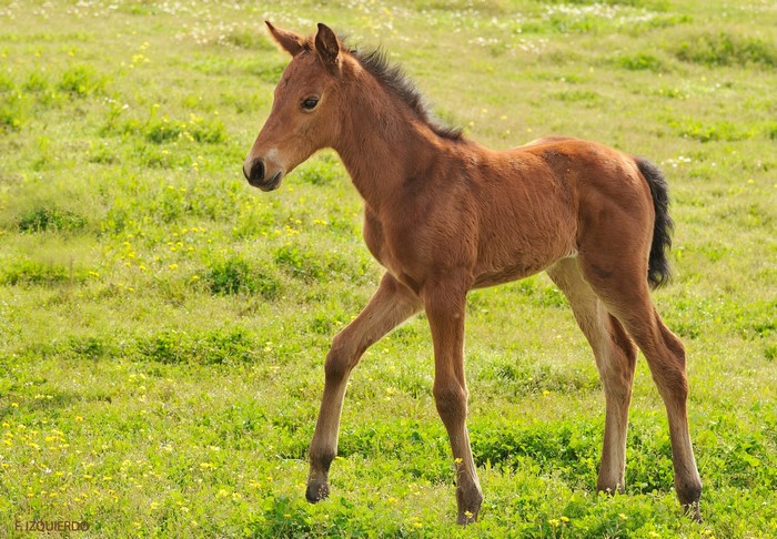 Brown foal walking in a grassy field
