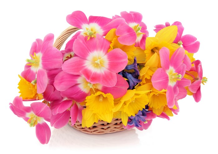 Colorful Basket of Tulips, Daffodils, and Hyacinths