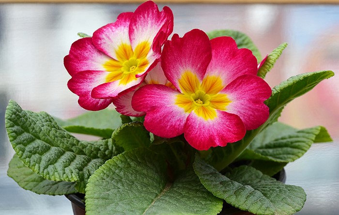 Red and yellow primula flowers in a pot