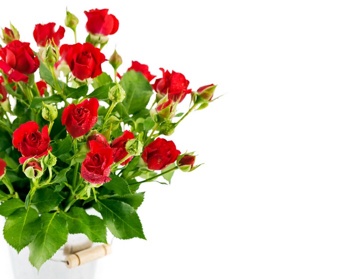 Red roses in a bucket