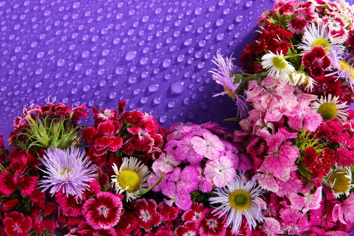 Carnations and Asters with Water Droplets on Purple Background