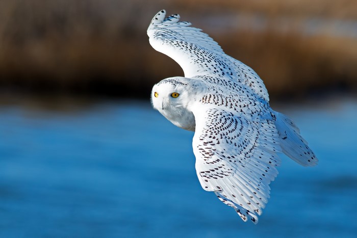 Snowy owl in flight over water