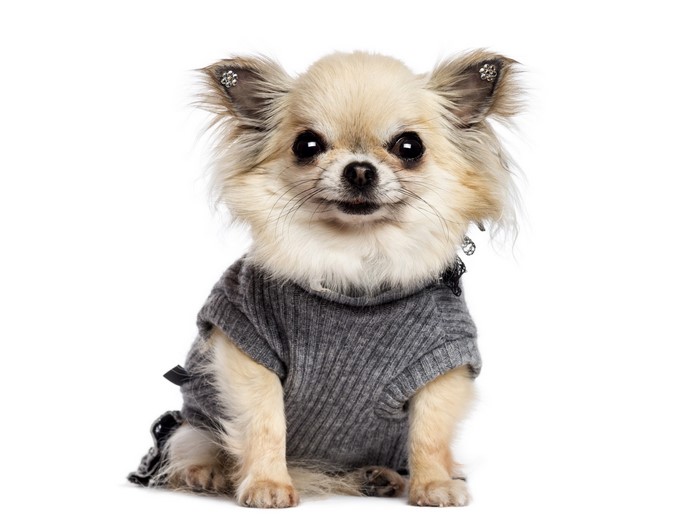 Chihuahua dog wearing a grey sweater