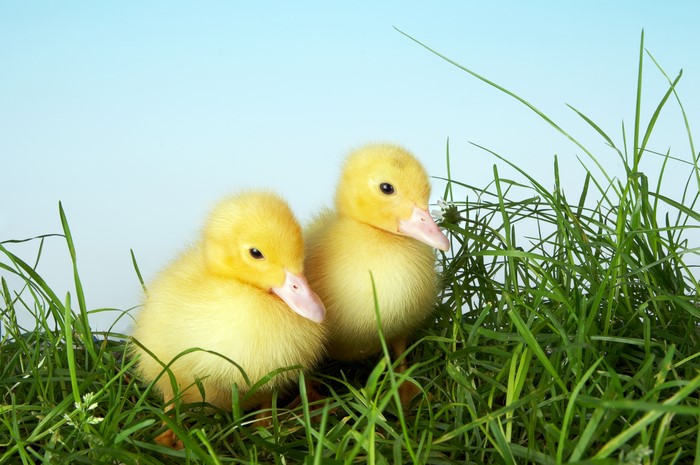 Two yellow ducklings in green grass
