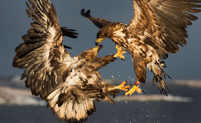 Two eagles fighting in the air