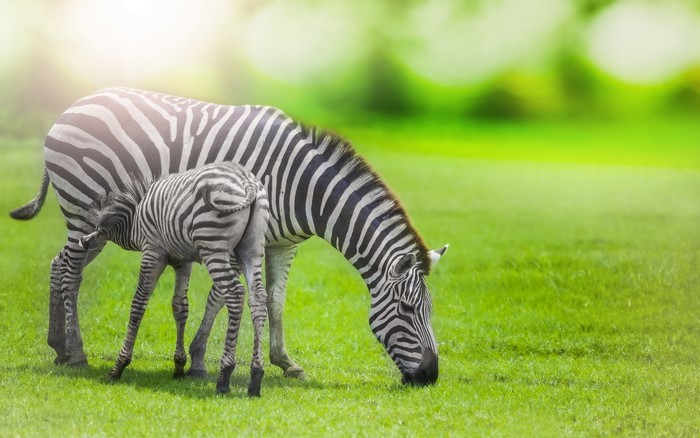 Mother and baby zebra grazing on grass