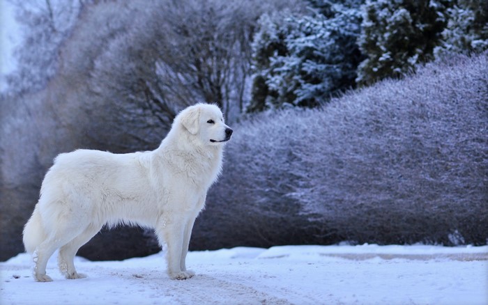 Great Pyrenees dog standing in the snow