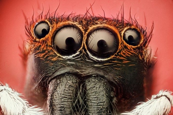 Extreme Closeup of a Jumping Spider's Face