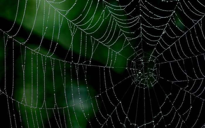 Spider web with dew drops
