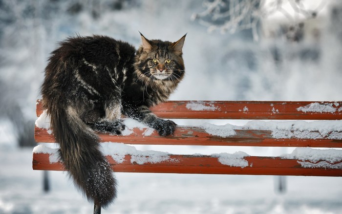 Fluffy Maine Coon cat on a snowy bench