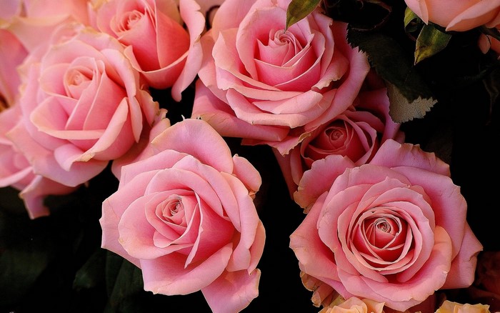 Close-up of Pink Roses