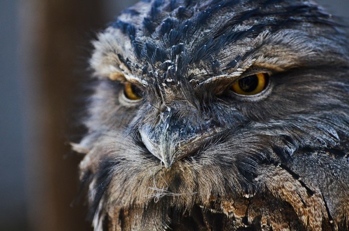Close-up of a Tawny Frogmouth owl's face