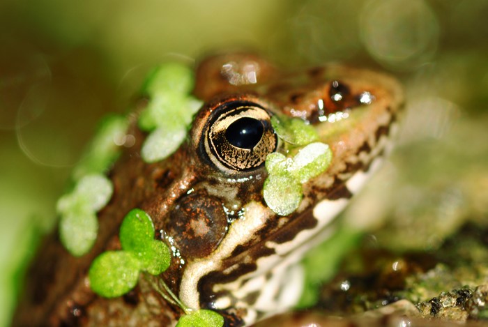 4K Closeup of a Frog's Eye