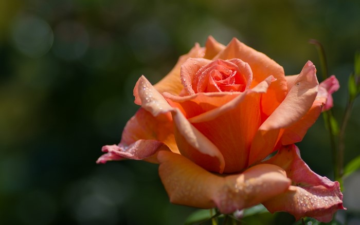 Close-up of an orange rose with water droplets