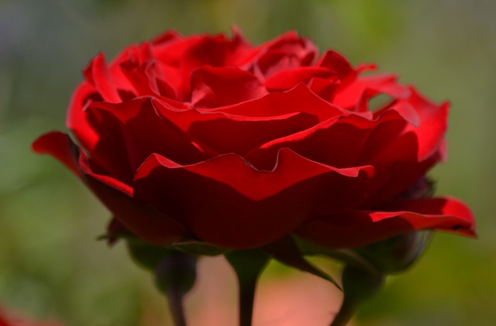 4K Red Rose Closeup