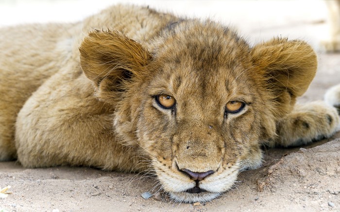 Lion cub lying on the ground