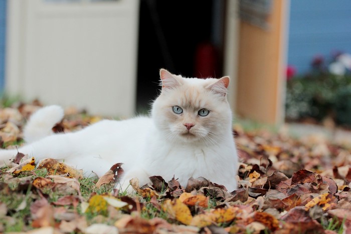 White cat with blue eyes lying in autumn leaves