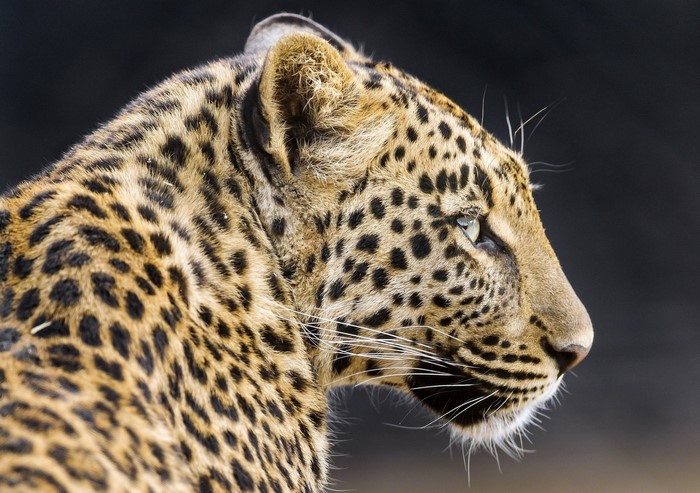 Leopard close-up profile