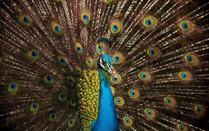 Peacock displaying its colorful feathers