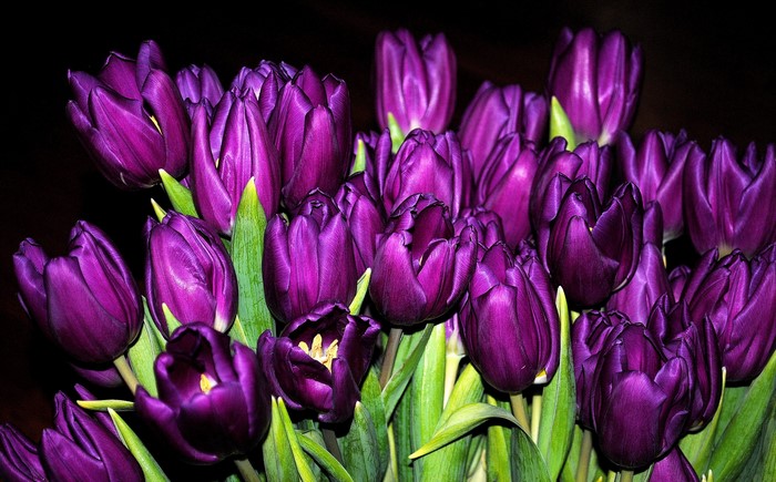 A bouquet of deep purple tulips