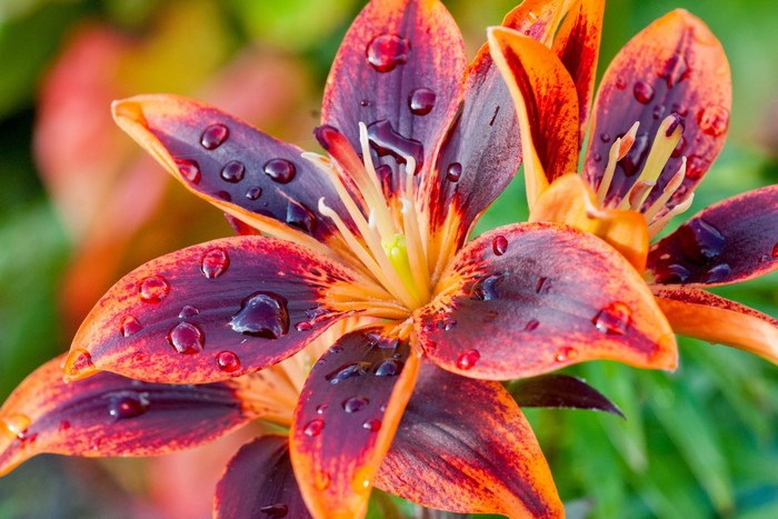 Close-up of orange and purple lilies with water drops