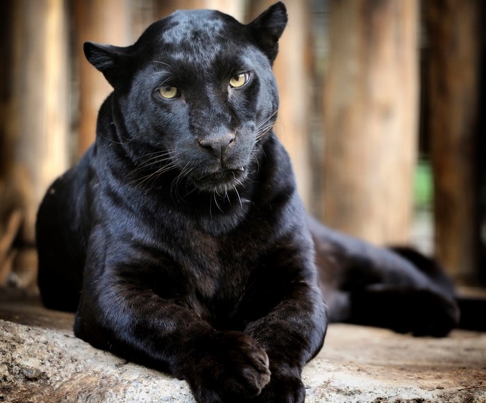 Black Panther lying on a rock