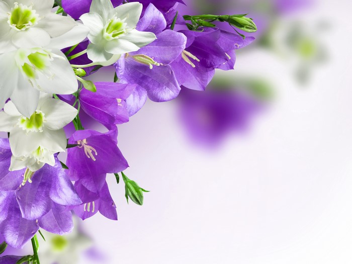 White and Purple Flowers