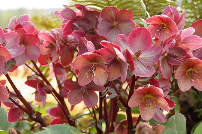 Many pink Hellebore flowers