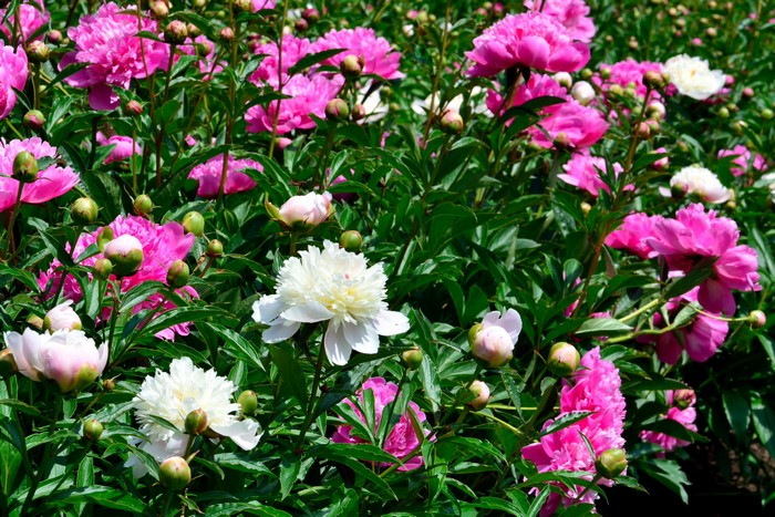 Pink and white peonies in bloom