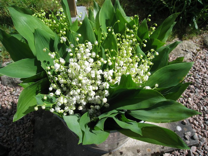 Bouquet of Lily of the Valley flowers in a bucket