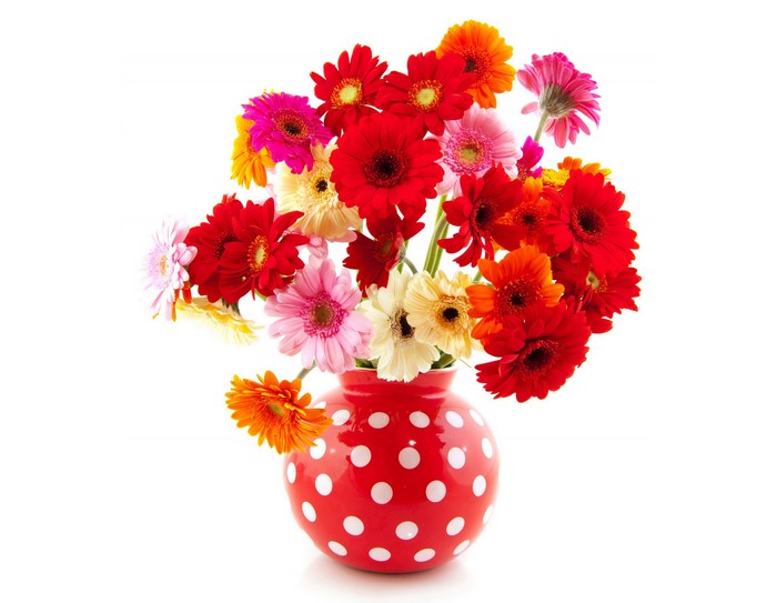 Gerberas in a red polka dot vase